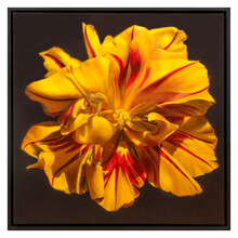 Tulipe - Isara